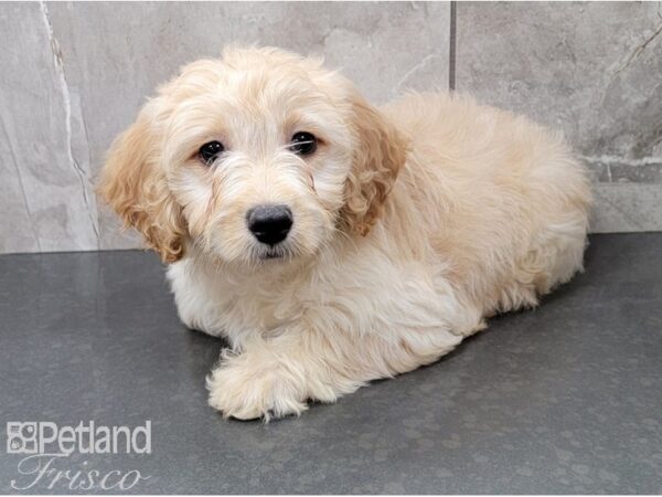 Miniature Goldendoodle 2nd Gen DOG Female Golden 28570 Petland Frisco, Texas