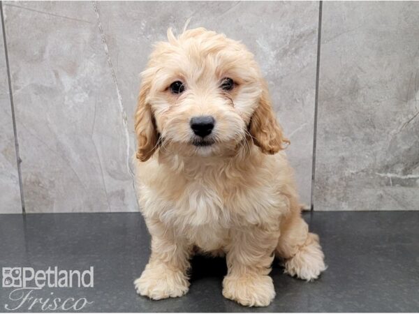 Miniature Goldendoodle 2nd Gen DOG Female Golden 28571 Petland Frisco, Texas