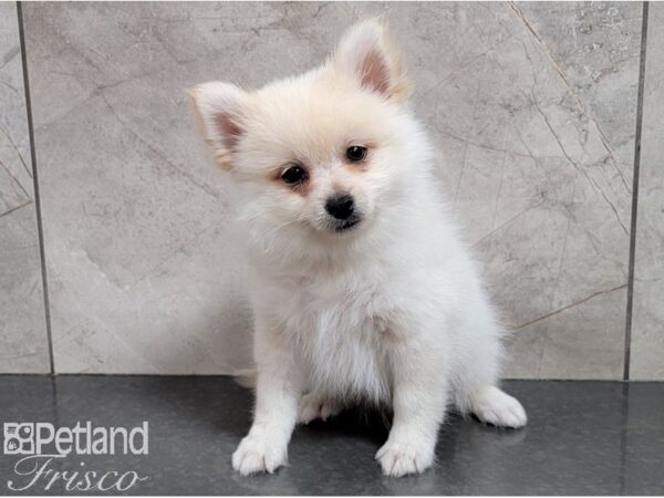 Pomeranian DOG Male Cream 28576 Petland Frisco & Mckinney, Texas