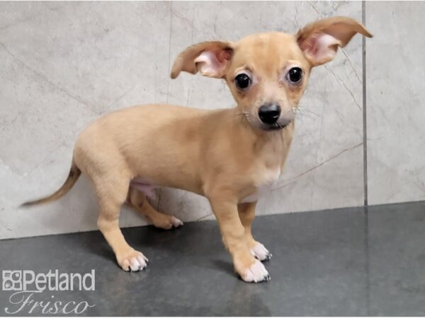 Chiweenie DOG Male Red 28579 Petland Frisco, Texas