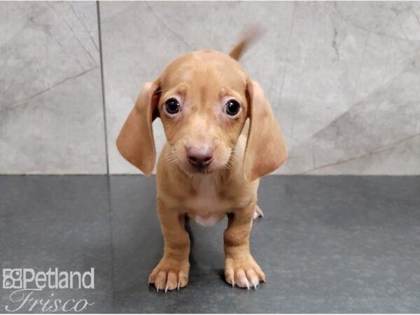 Chiweenie DOG Male Sable 28580 Petland Frisco, Texas