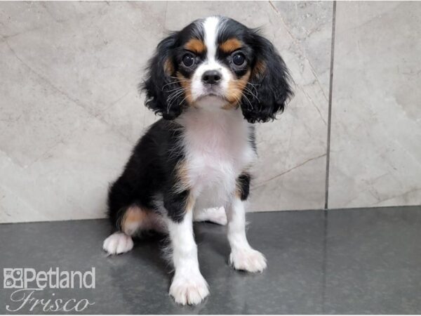 Cavalier King Charles Spaniel-DOG-Male-Black, Tan and White-28585-Petland Frisco & Mckinney, Texas