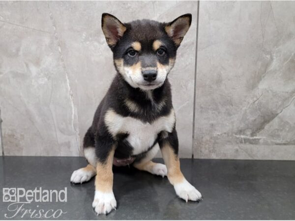 Shiba Inu-DOG-Male-Black and Tan-28586-Petland Frisco, Texas