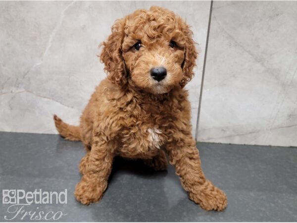 Mini Goldendoodle 3rd Generation DOG Male Red 28587 Petland Frisco, Texas