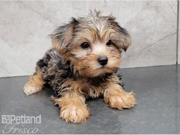 Yorkshire Terrier-DOG-Female-Black and Tan-28590-Petland Frisco & Mckinney, Texas