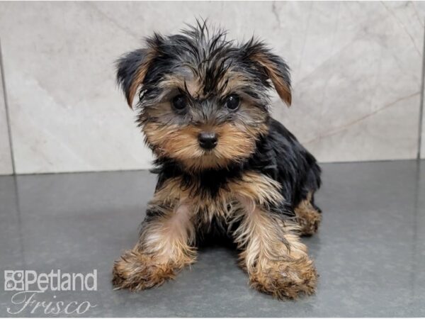 Yorkshire Terrier-DOG-Female-Black and Tan-28591-Petland Frisco & Mckinney, Texas