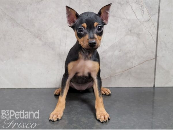 Miniature Pinscher-DOG-Female-Black and Tan-28592-Petland Frisco & Mckinney, Texas