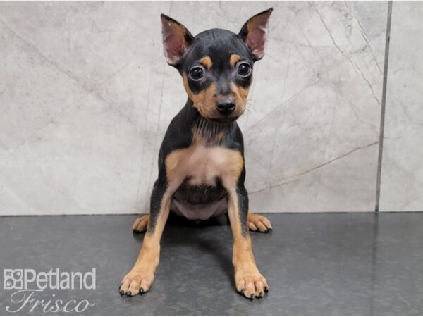 Miniature Pinscher DOG Female Black and Tan 28592 Petland Frisco, Texas