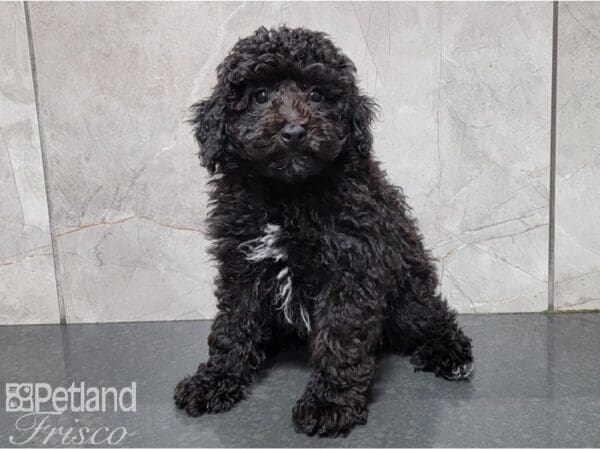 Poodle-DOG-Male-Black and White-28593-Petland Frisco, Texas