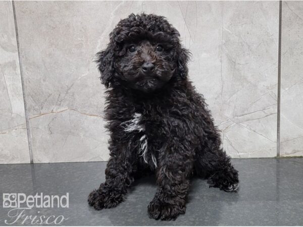 Poodle DOG Male Black and White 28593 Petland Frisco, Texas