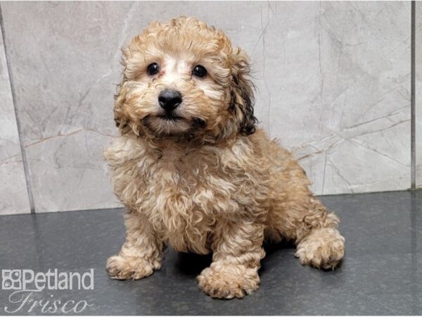 Poodle DOG Male Cafe 28594 Petland Frisco, Texas