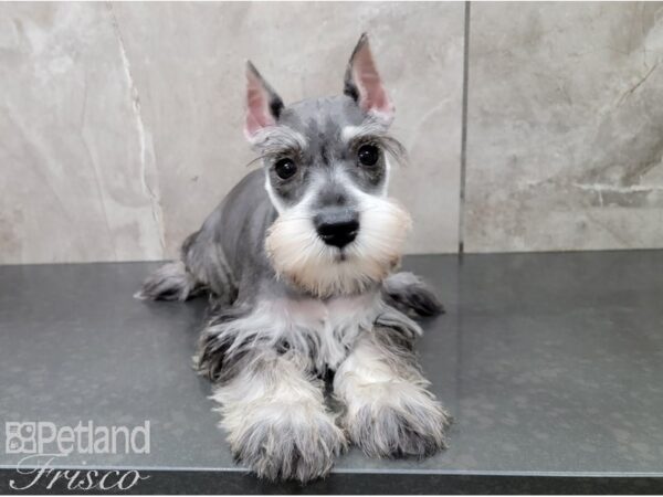 Miniature Schnauzer-DOG-Female-Salt and Pepper-28596-Petland Frisco & Mckinney, Texas