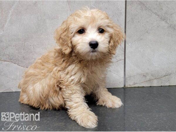 Poodle DOG Female Apricot 28597 Petland Frisco, Texas