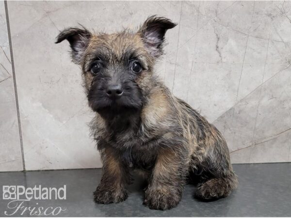 Cairn Terrier DOG Female Wheaten 28600 Petland Frisco, Texas