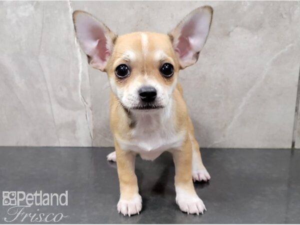 Chihuahua-DOG-Male-Red-28601-Petland Frisco, Texas