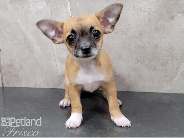 Chihuahua-DOG-Female-Red-28602-Petland Frisco & Mckinney, Texas