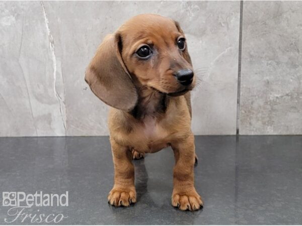 Dachshund DOG Female Red 28603 Petland Frisco, Texas