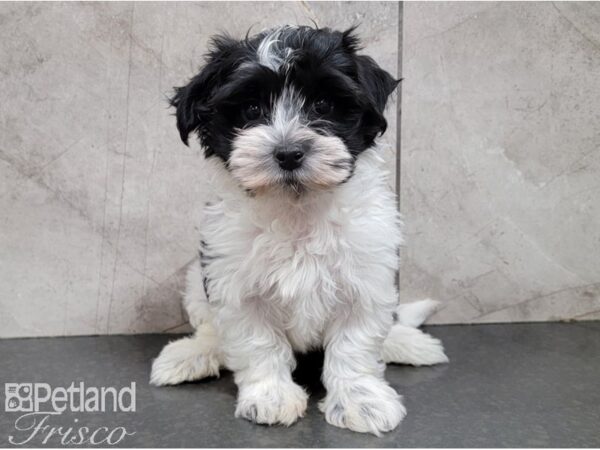 Havanese-DOG-Male-Black and White-28604-Petland Frisco, Texas