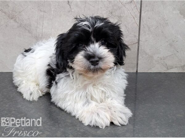 Havanese-DOG-Female-Black and White-28605-Petland Frisco, Texas