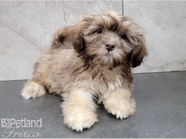 Lhasa Apso DOG Male Liver 28606 Petland Frisco, Texas