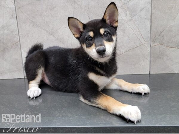 Shiba Inu-DOG-Male-Black and Tan-28607-Petland Frisco, Texas