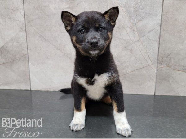 Shiba Inu-DOG-Female-Black and Tan-28608-Petland Frisco & Mckinney, Texas