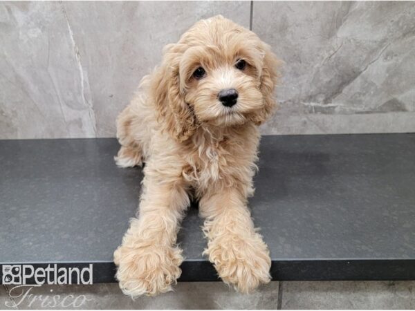 Cocka Poo-DOG-Female-RED-28617-Petland Frisco, Texas