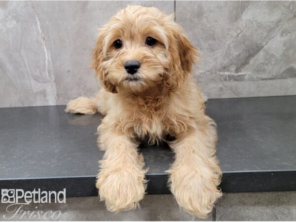 Cocka Poo-DOG-Female-Red-28616-Petland Frisco, Texas