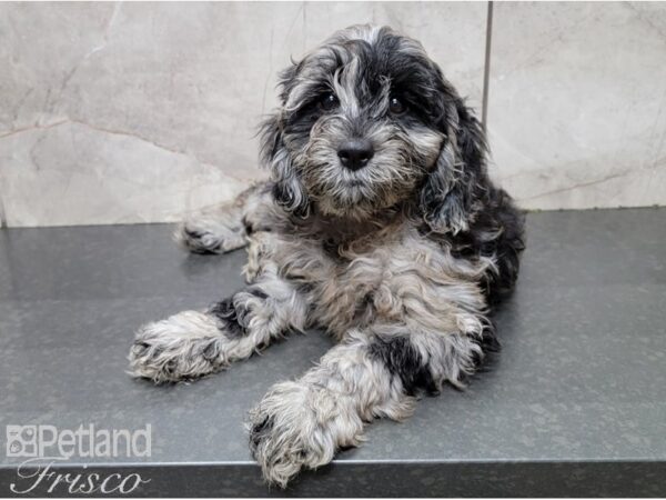 Cocka Poo-DOG-Female-BLUE MERLE-28614-Petland Frisco & Mckinney, Texas