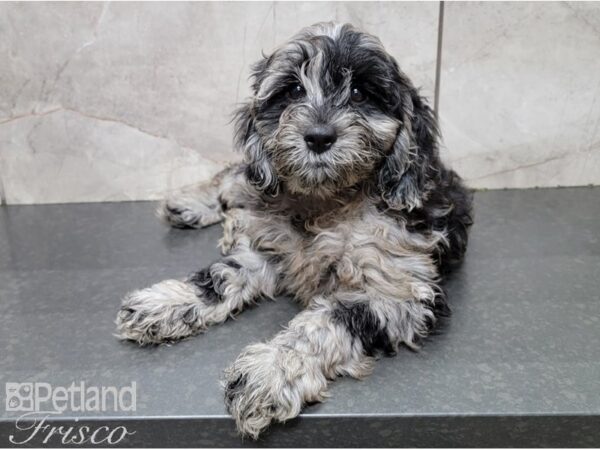 Cocka Poo DOG Female BLUE MERLE 28614 Petland Frisco, Texas