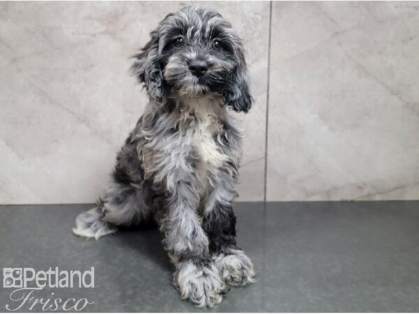 Cocka Poo-DOG-Male-BLUE MERLE-28613-Petland Frisco & Mckinney, Texas