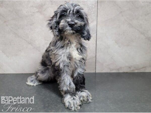 Cocka Poo DOG Male BLUE MERLE 28613 Petland Frisco, Texas