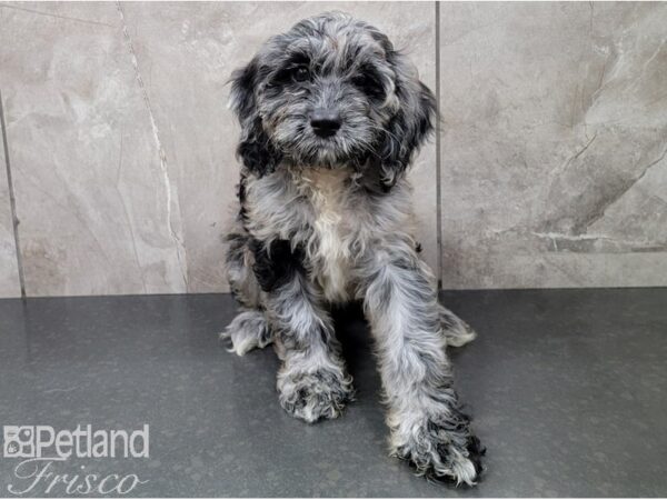 Cocka Poo-DOG-Female-BLUE MERLE-28612-Petland Frisco, Texas