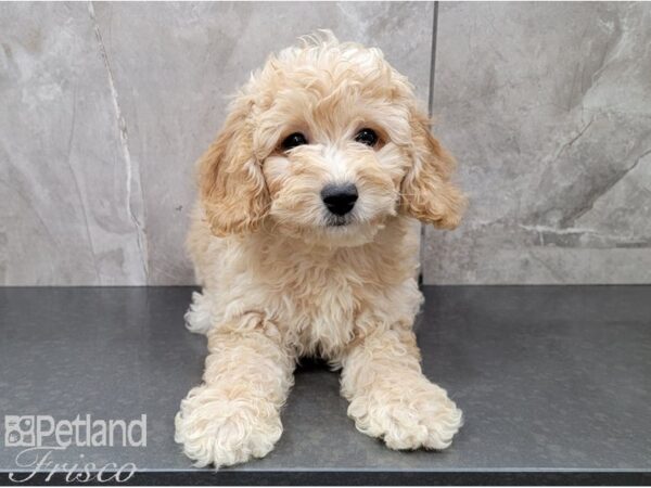 Cockadoodle DOG Male RED 28611 Petland Frisco, Texas