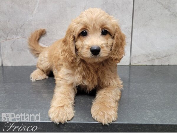 Cockadoodle-DOG-Female-RED-28610-Petland Frisco, Texas