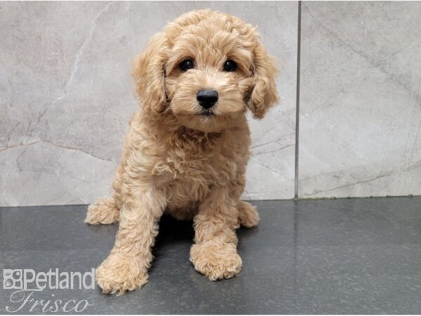 Cockadoodle DOG Female RED 28609 Petland Frisco, Texas