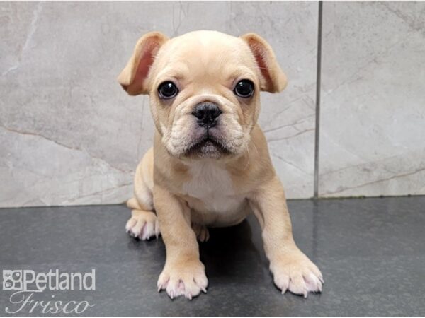 French Bulldog-DOG-Male-Red Sable-28599-Petland Frisco & Mckinney, Texas