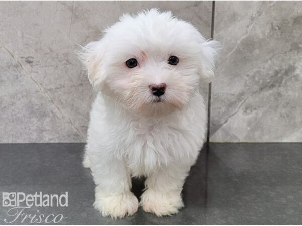 Maltese-DOG-Female-White-28589-Petland Frisco, Texas