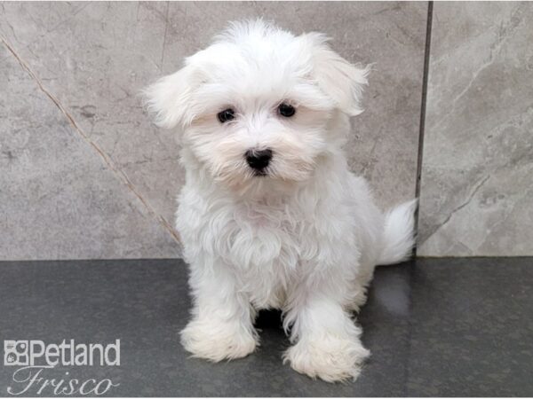 Maltese-DOG-Male-White-28588-Petland Frisco & Mckinney, Texas