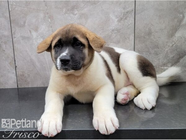 Akita DOG Female Pinto 28584 Petland Frisco, Texas