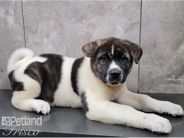 Akita DOG Male Pinto 28583 Petland Frisco, Texas