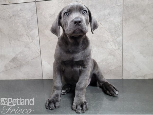 Cane Corso DOG Male Blue 28581 Petland Frisco, Texas