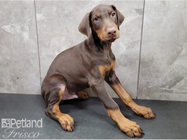 Doberman Pinscher-DOG-Male-Red and Rust-28578-Petland Frisco & Mckinney, Texas