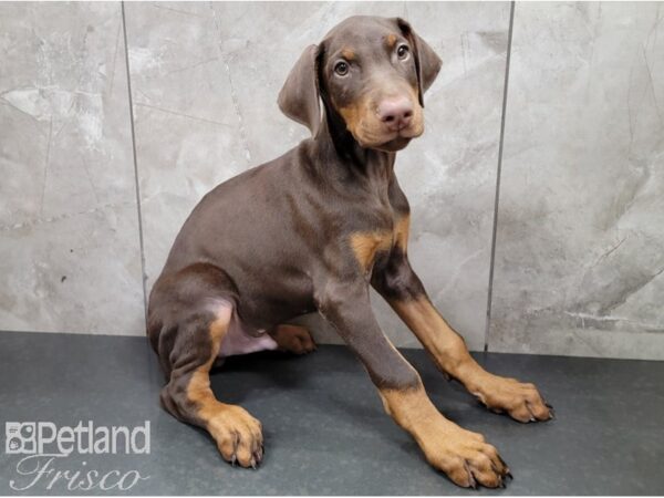 Doberman Pinscher DOG Male Red and Rust 28578 Petland Frisco, Texas