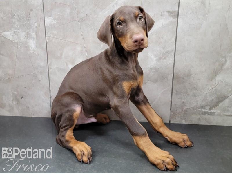 red rust doberman puppies