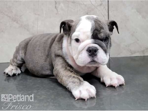 English Bulldog-DOG-Female-White and Brindle-28574-Petland Frisco, Texas