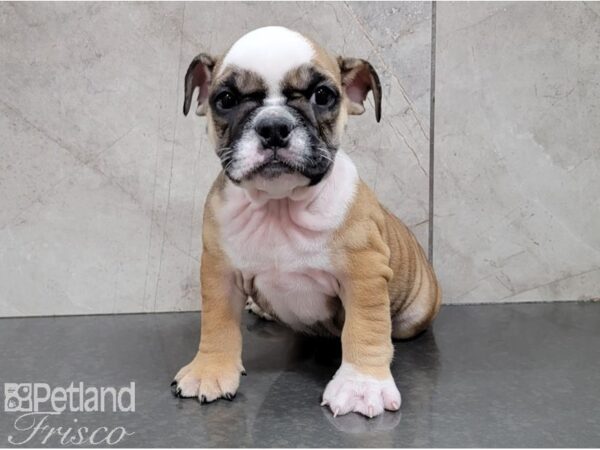 English Bulldog-DOG-Female-Fawn and White-28573-Petland Frisco, Texas