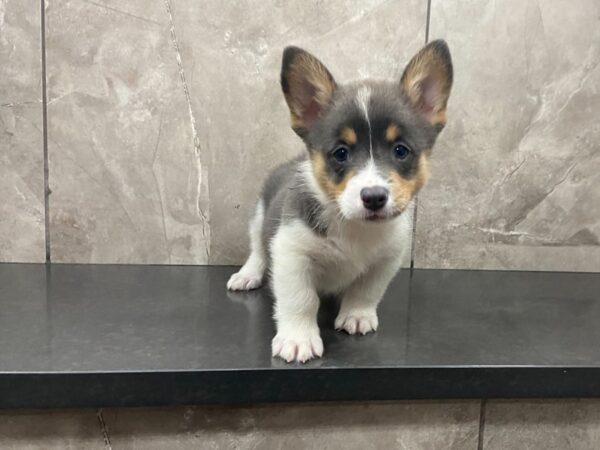 Pembroke Welsh Corgi-DOG-Female-Blue Tri-28631-Petland Frisco, Texas