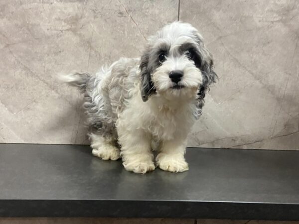 Cockapoo DOG Male Blue Merle 28618 Petland Frisco, Texas