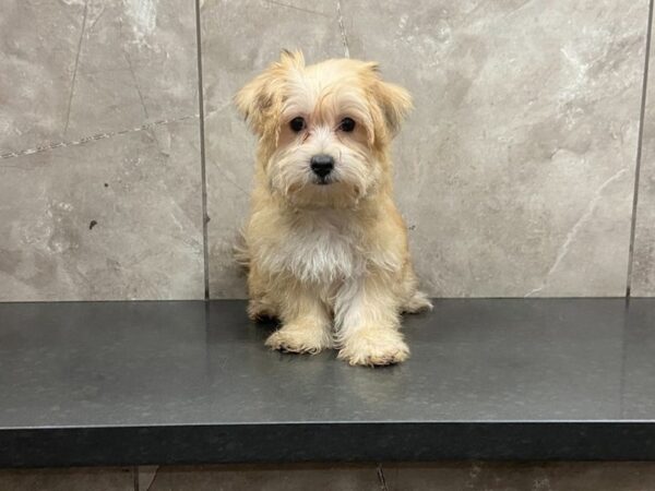 Maltipoo DOG Female Apricot 28620 Petland Frisco, Texas